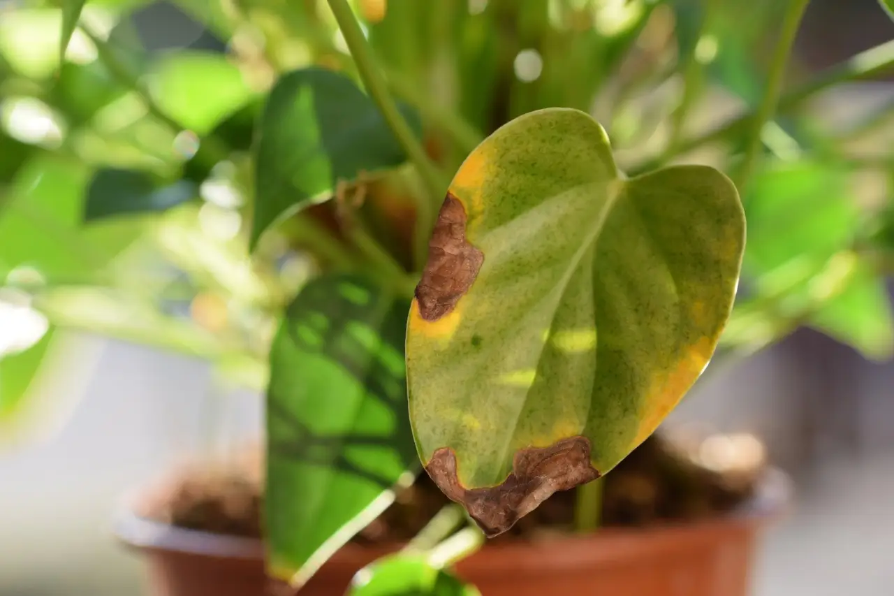 Le foglie della tua zamioculcas diventano gialle? Stai sbagliando a fare questa cosa