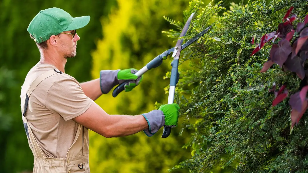 Quanto guadagna un giardiniere autonomo? Tutto quello che c’è da sapere sui compensi nel mondo del giardinaggio