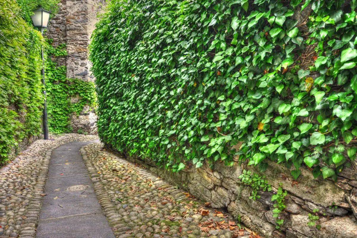 Metodo pratico per eliminare il muschio dal vialetto senza usare prodotti chimici aggressivi