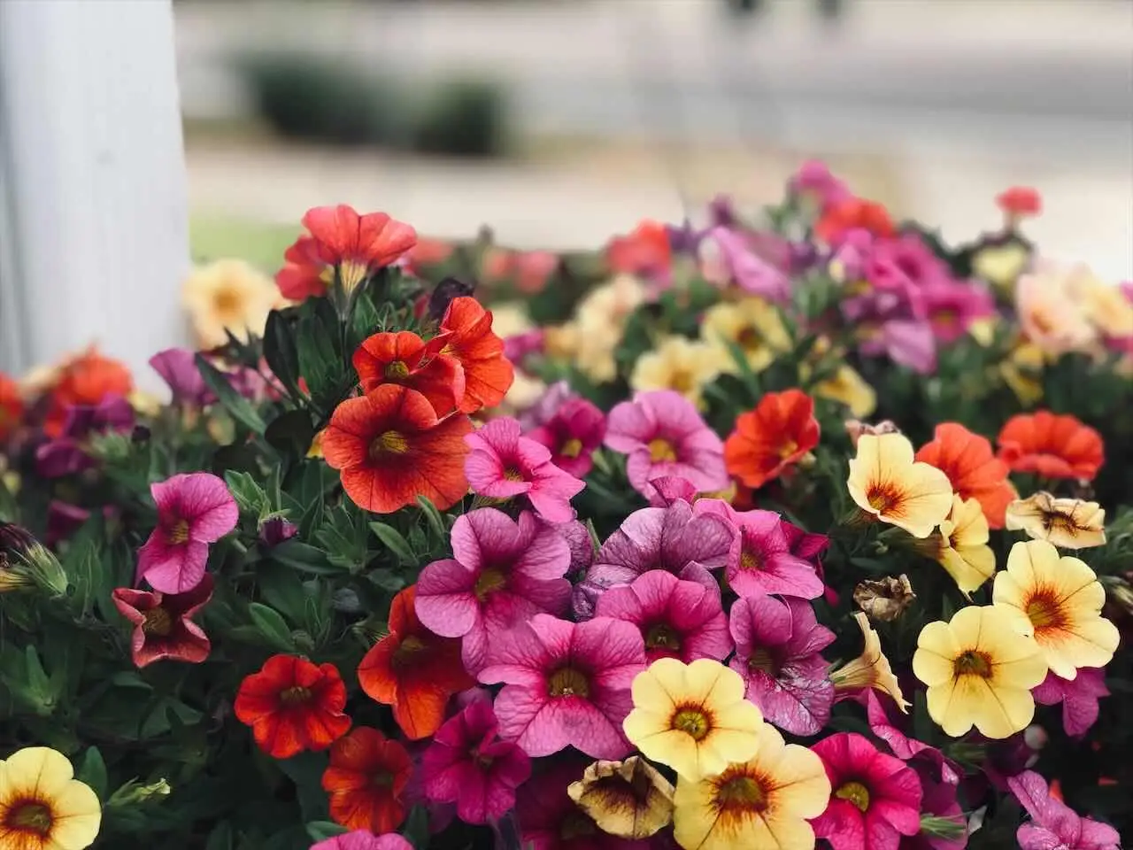 Scopri la tecnica del mulching per proteggere fiori e orti dalle infestazioni stagionali