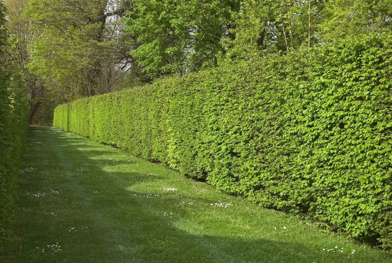 Quanto costa creare una siepe con arbusti sempreverdi? Prezzi, consigli e curiosità per il tuo giardino