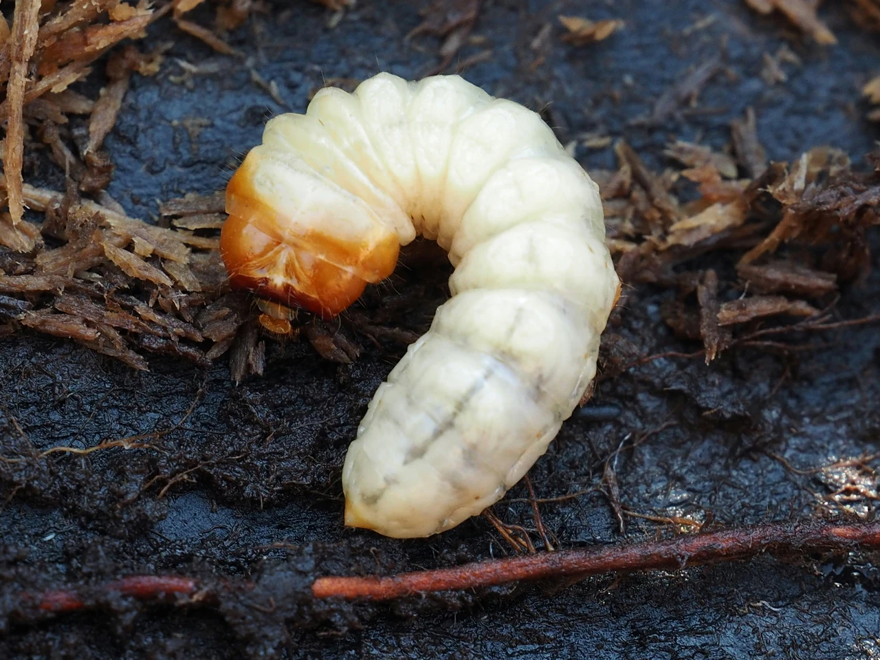 Larve di piccoli insetti nei giardini: come riconoscere e comprendere il ruolo dei tripidi nella natura