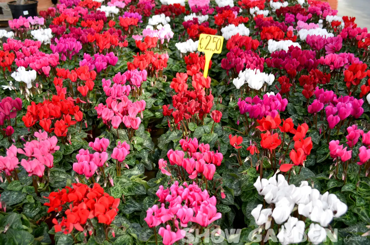 È questo il periodo in cui esplodono di colore: ecco i fiori che fioriscono tra Luglio e Agosto