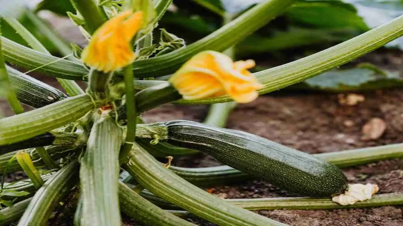 La soluzione naturale utile per le zucchine: ecco come prevenire la virosi senza sostanze chimiche