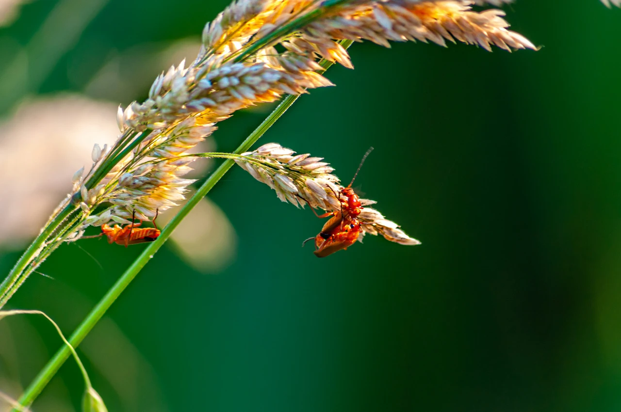 Hai trovato piccoli insetti nel terreno delle piante: ecco cosa potrebbe significare