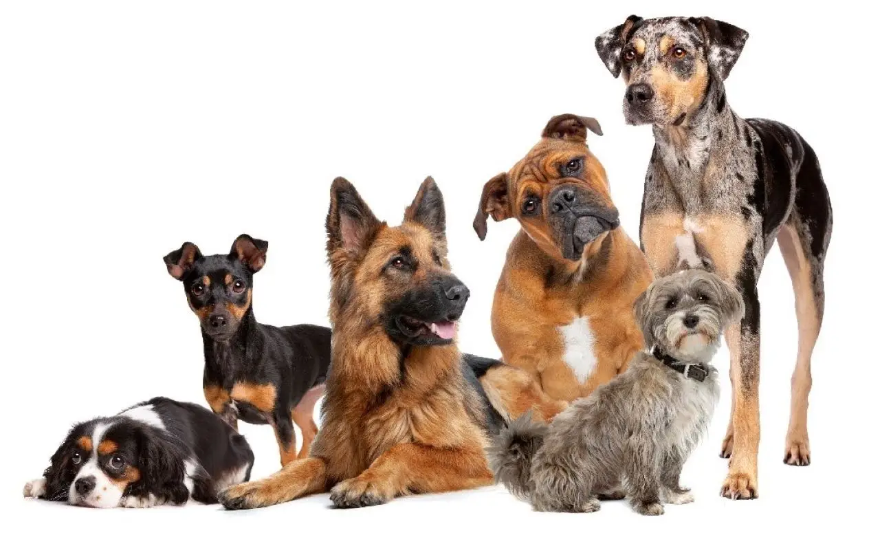 Quando smettono i morsi? Ecco l’età in cui il tuo cane si calma davvero