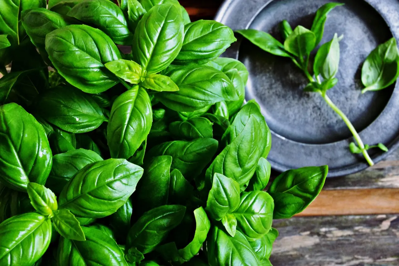 Come proteggere il basilico dal caldo: ecco il metodo