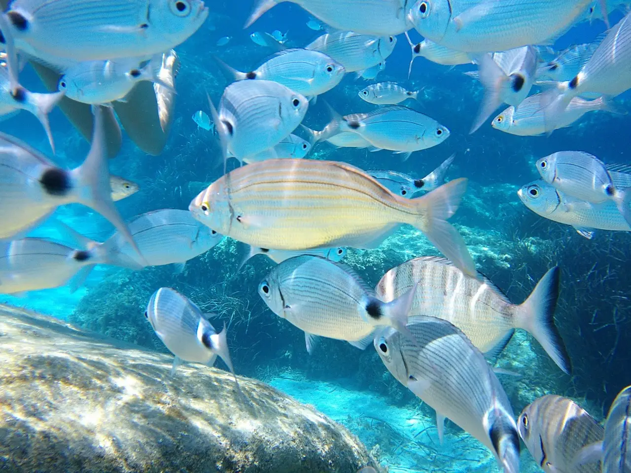 Attenzione in mare: queste sono le 5 specie di pesce più pericolose e comuni nei nostri mari