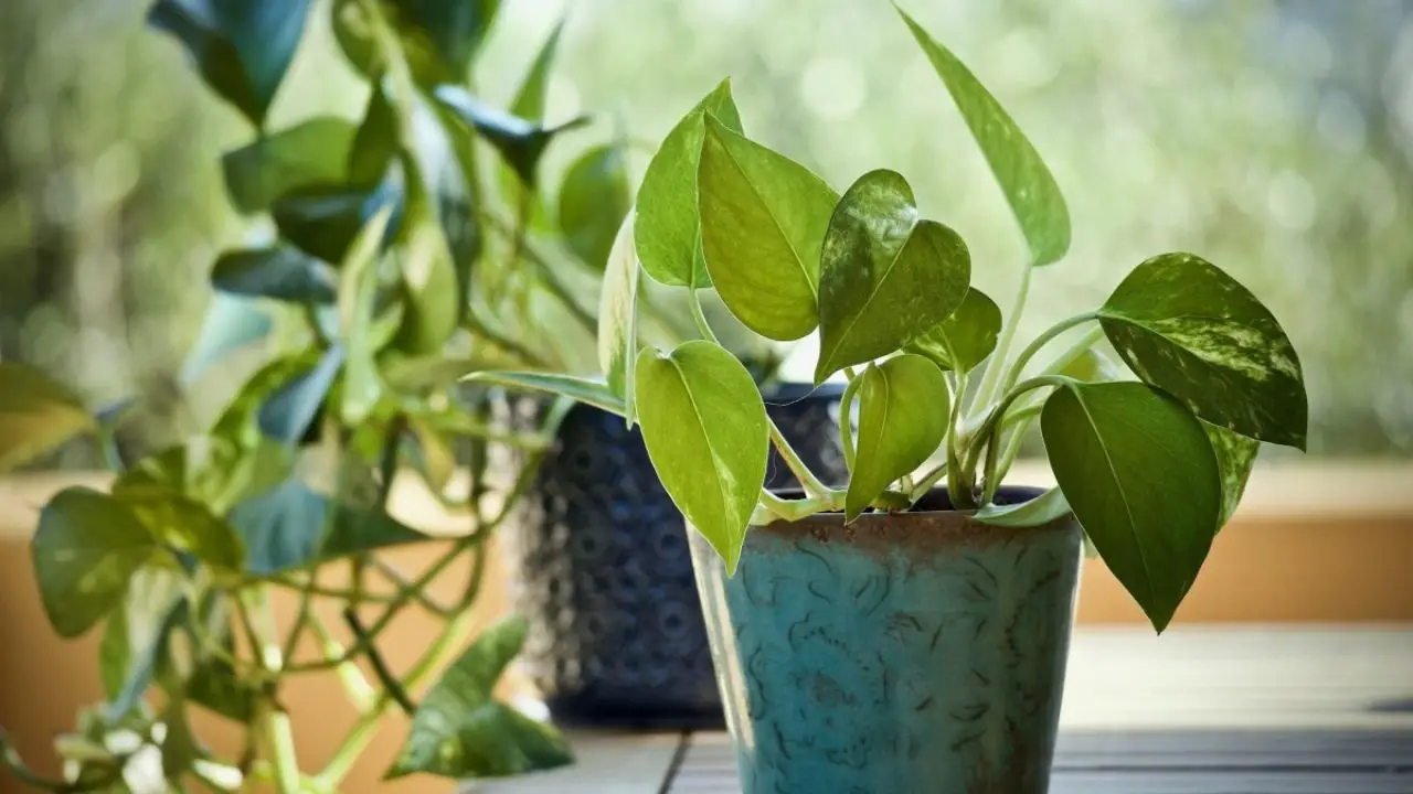 Attenzione al pothos in casa: ecco cosa può causare al tuo cane o gatto se ingerito