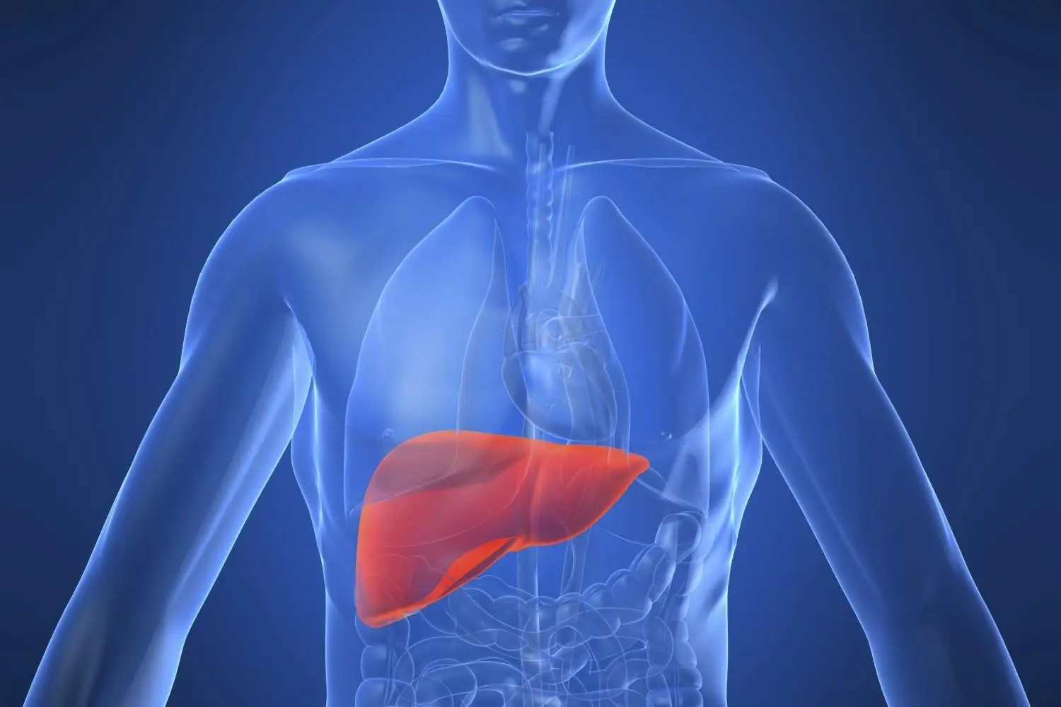 Fegato grasso o infiammato? Ecco la carne che puoi mangiare senza rischi