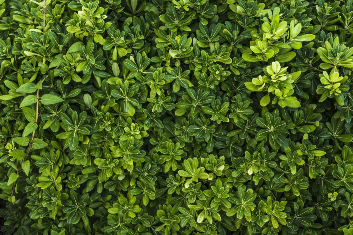 Bonus verde esteso cosa comprende nel 2025 e come recuperare le spese