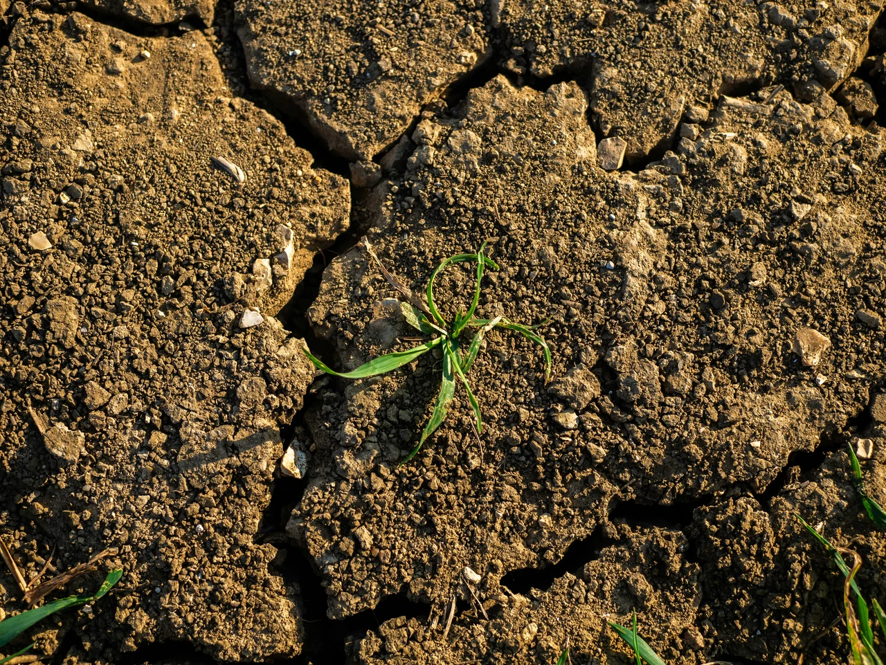 Senti improvvisamente odore di terra bagnata? Ecco il sorprendente messaggio che nasconde