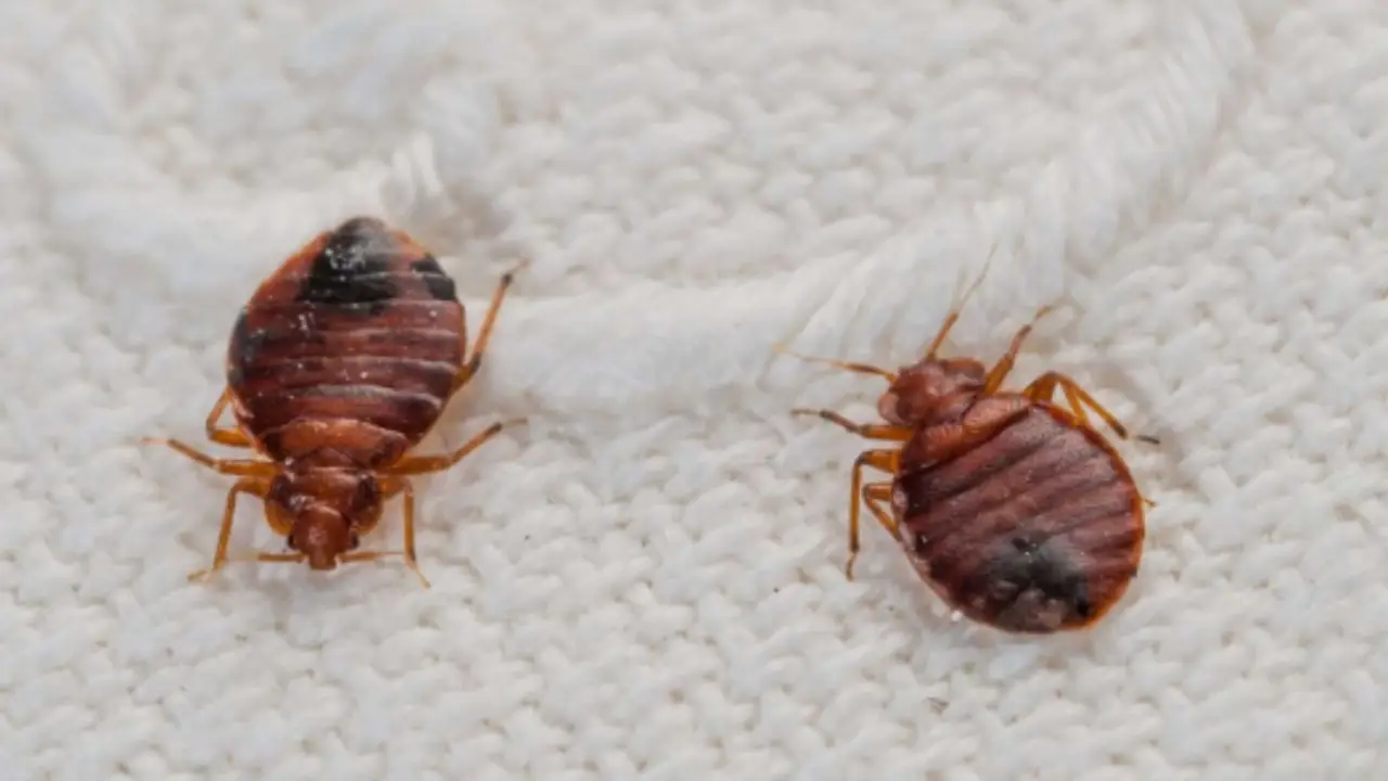 Allarme cimici da letto: ecco la sostanza comune che le uccide immediatamente