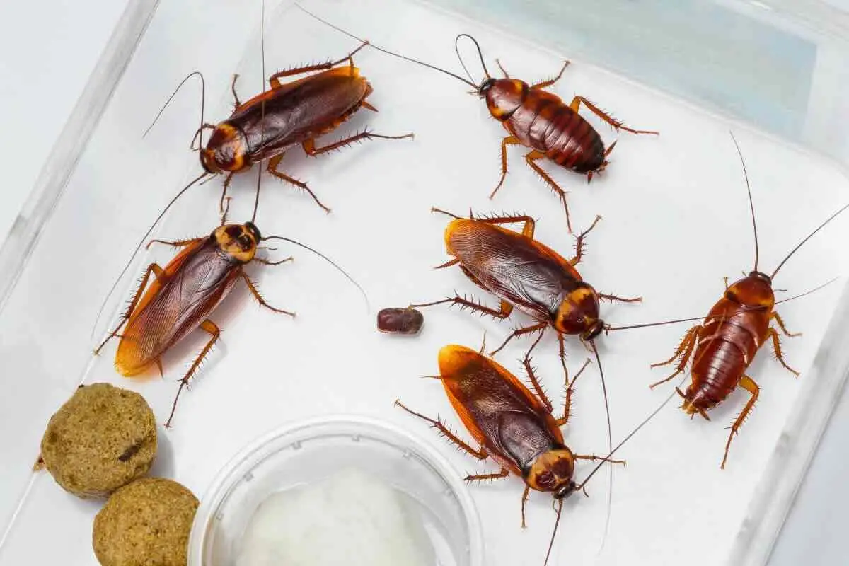 Hai trovato blatte in casa? Ecco quando spariscono davvero e come accelerare il processo