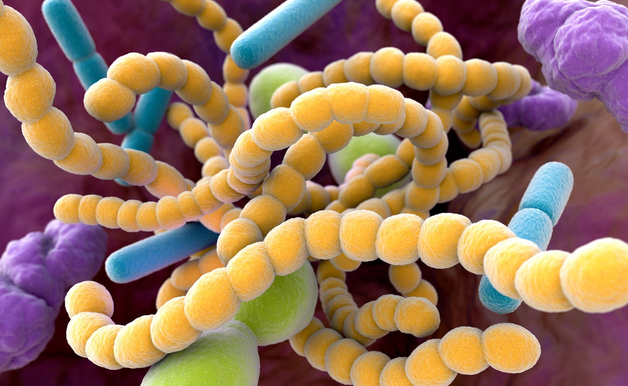 Infezione da streptococco: ecco la temperatura esatta che uccide il batterio