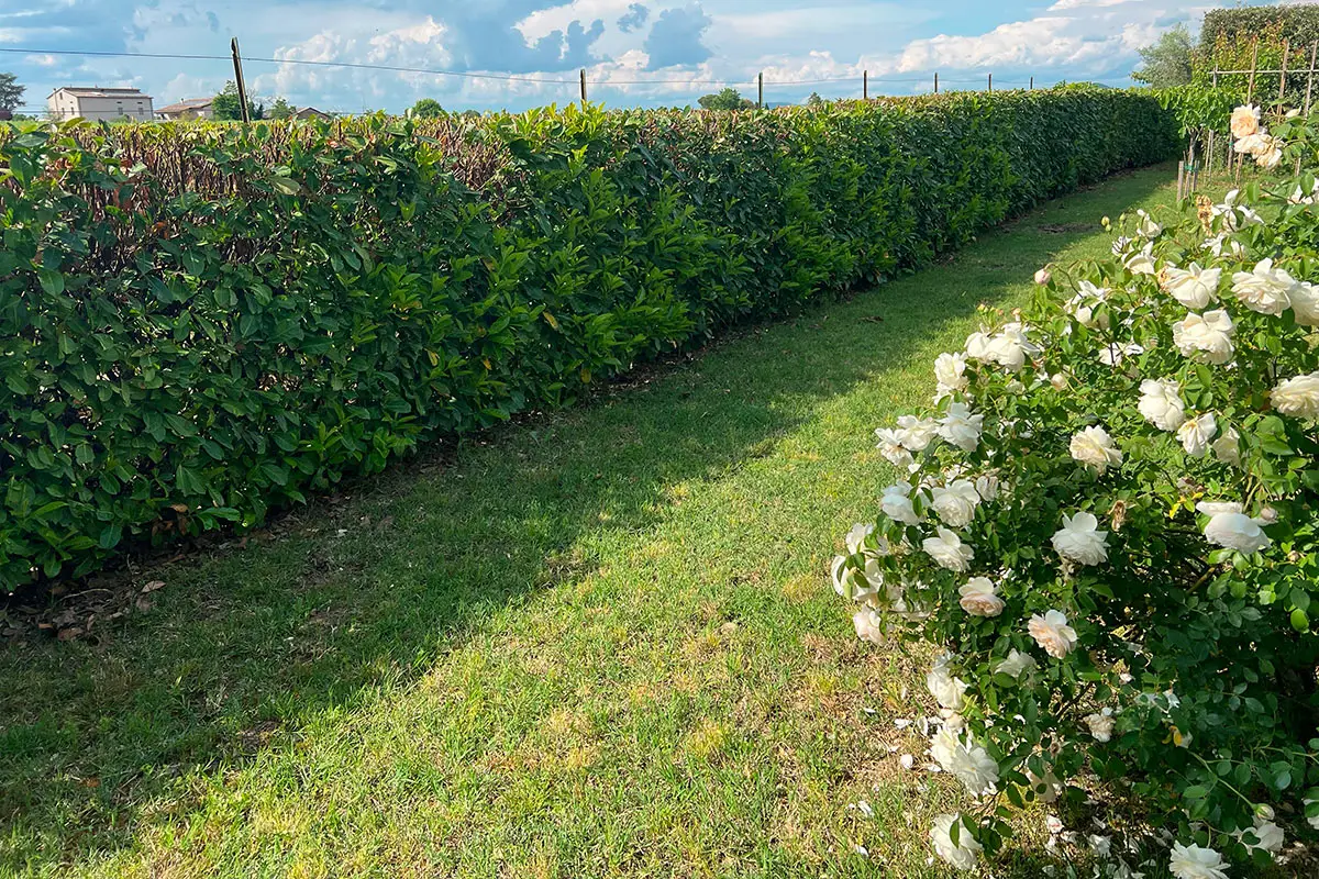 Quanto dura una disinfestazione in giardino? La risposta dell’esperto