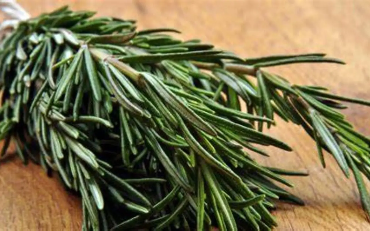 Attenzione a piantare il rosmarino vicino a casa: ecco gli insetti sorprendenti che attira