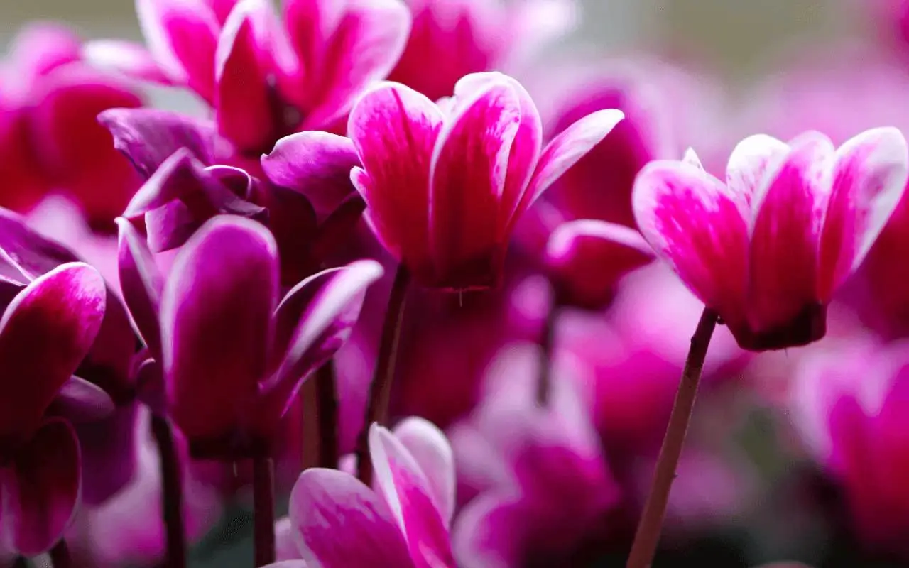 Il tuo ciclamino muore sempre? Ecco l’errore banale sulla luce che stai commettendo