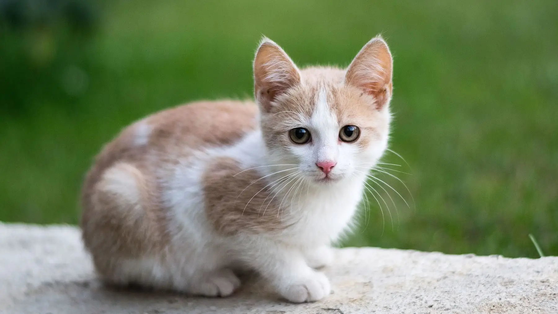 Il metodo definitivo per impedire agli animali randagi di avvicinarsi a casa tua