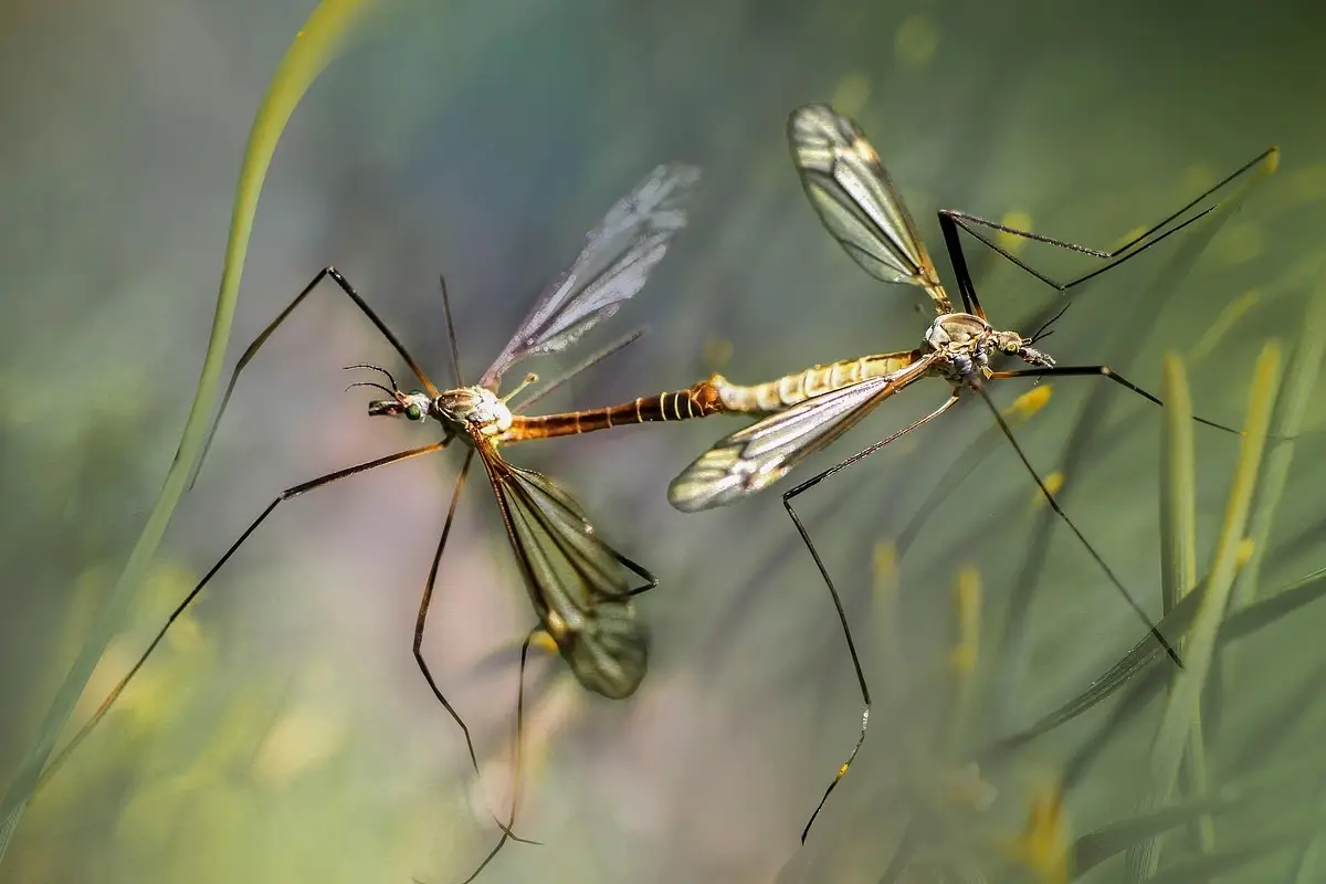 Quale odore non piace alle zanzare? Ecco la risposta definitiva