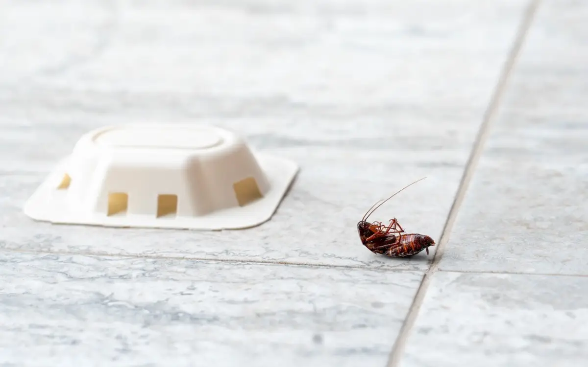 Allarme scarafaggi: ecco i punti esatti della casa da cui entrano che devi sigillare subito