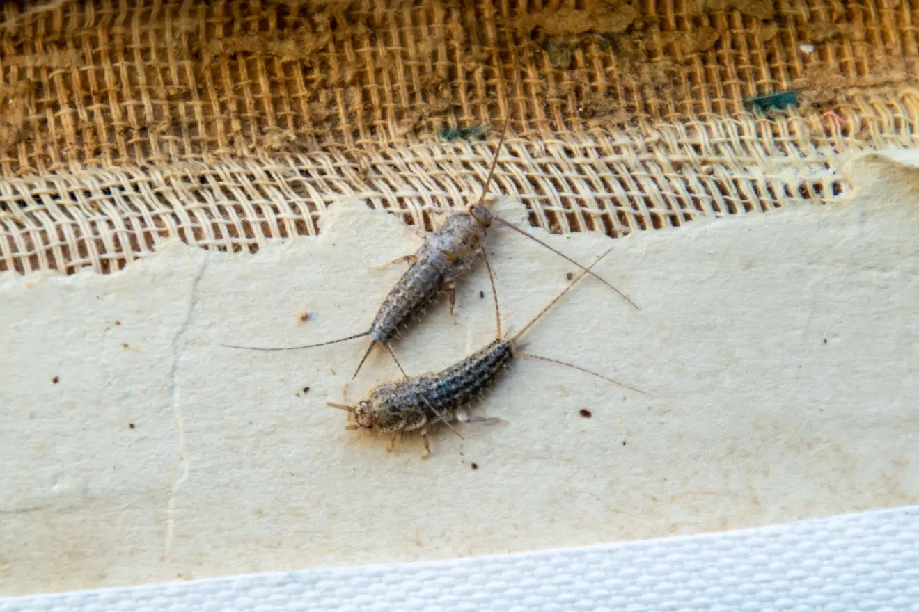 Allarme pesciolini d’argento tra i libri? Ecco perché compaiono e come eliminarli subito