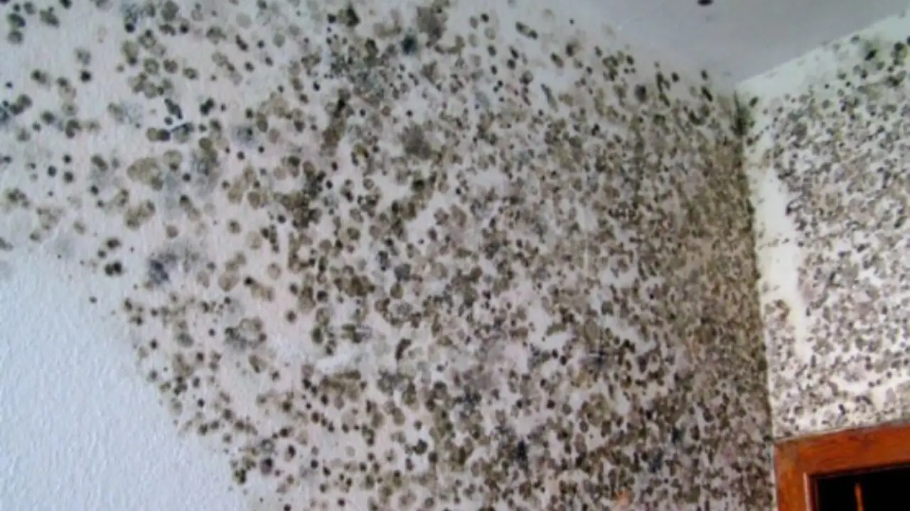 Hai respirato muffa? Ecco il metodo rapido per disintossicare subito il tuo corpo e i polmoni