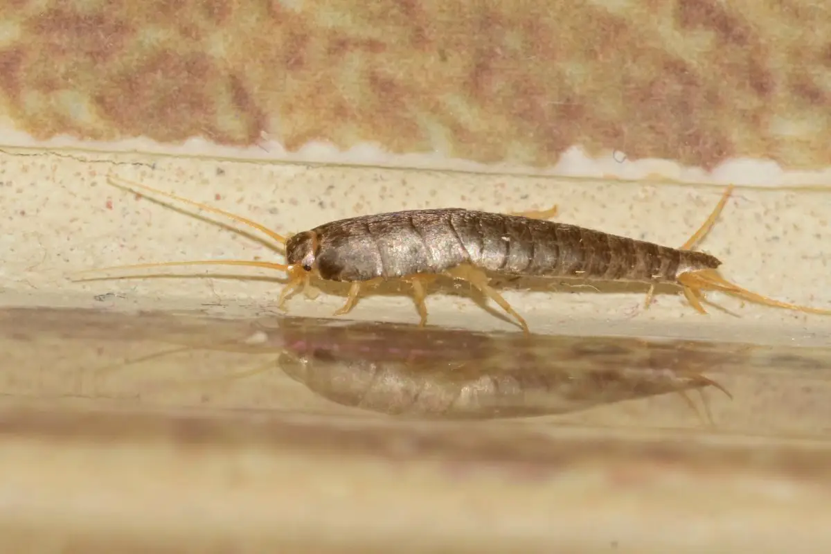 Attenzione a questo insetto argentato: ecco quando invade la casa e come eliminarlo