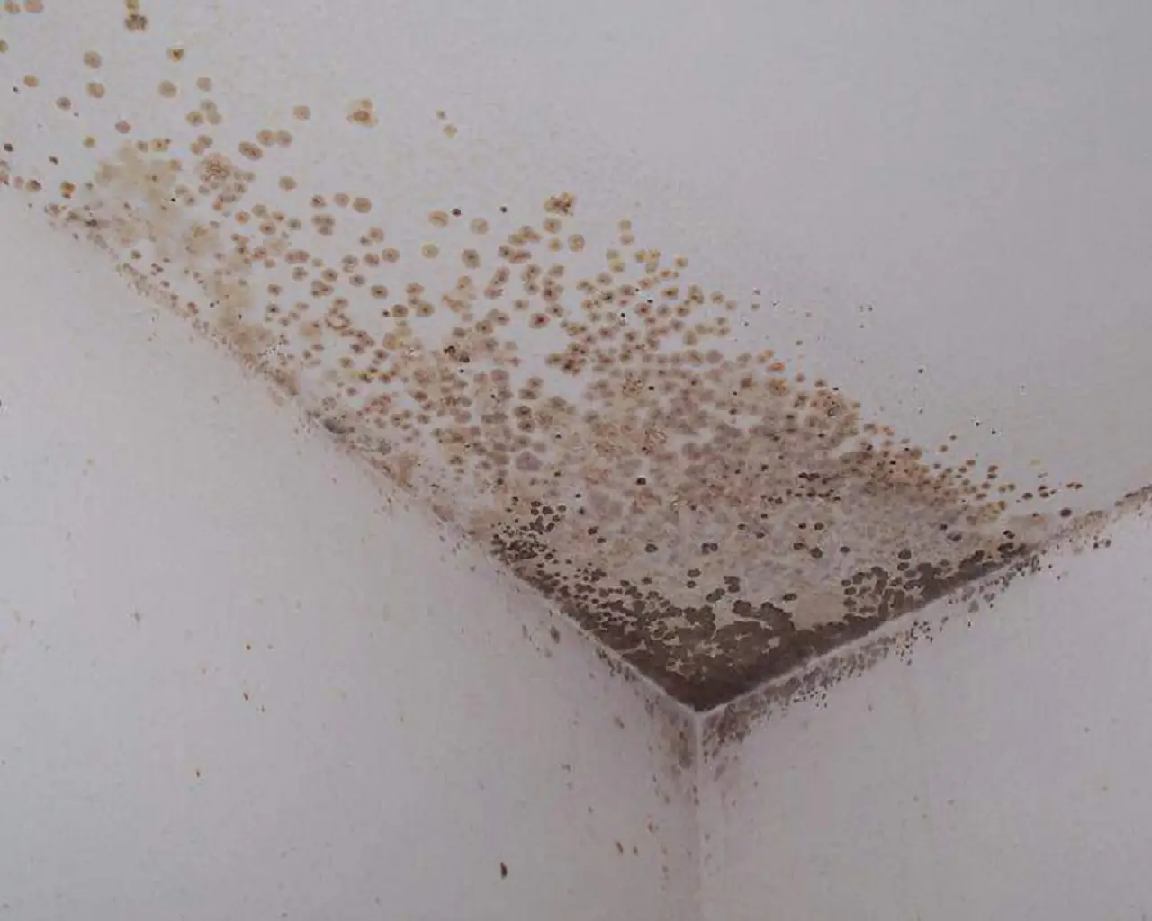 Muffa e aria pesante? Ecco i segnali nascosti che rivelano un grave problema di umidità in casa tua