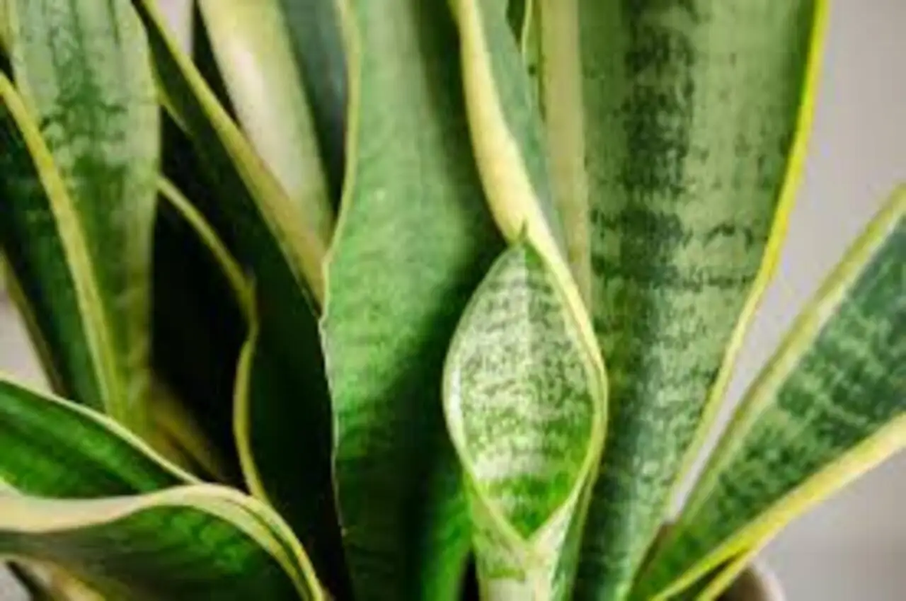 Le piante più longeve che vivono decenni: ecco quali scegliere per la tua casa