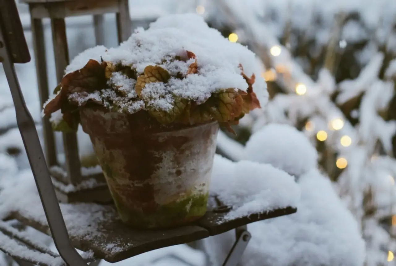 Vuoi un balcone fiorito anche in pieno inverno? Ecco le 5 piante indistruttibili che resistono al gelo