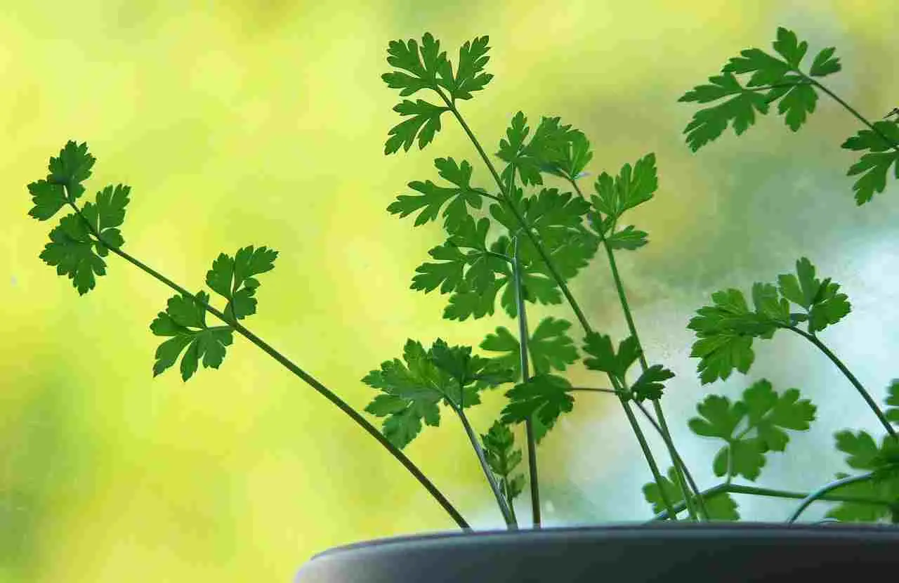 Come coltivare prezzemolo profumato e duraturo