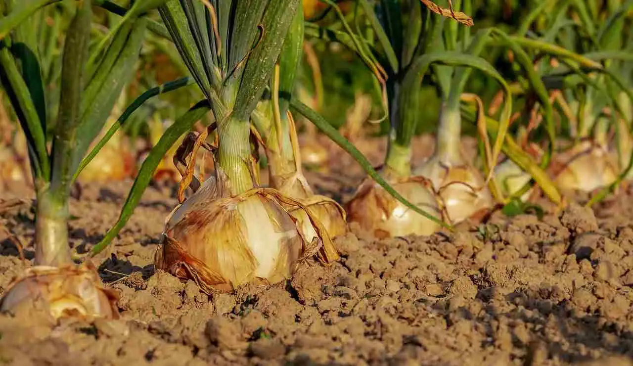 Come coltivare cipolle grandi e saporite