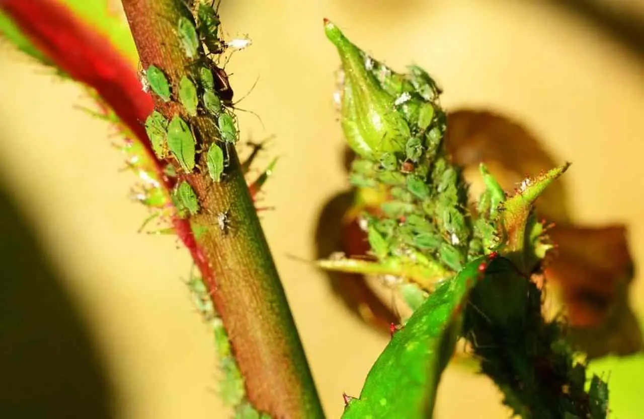 Come eliminare i pidocchi dalle piante in modo naturale