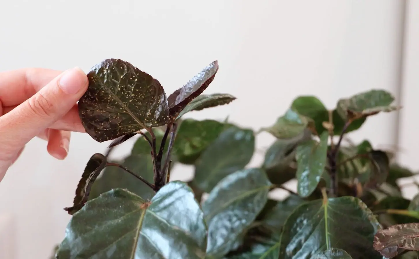 La tua Begonia presenta macchie bianche sulle foglie, cos’è? L’oidio o mal bianco