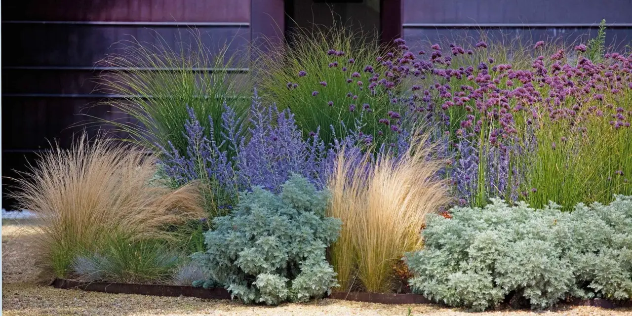 Piante che resistono a mesi senza acqua