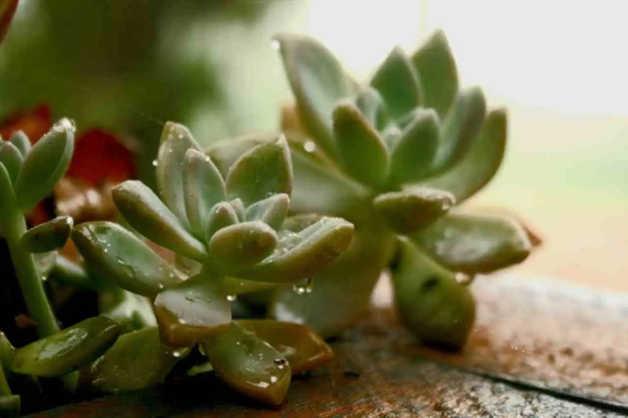 Le foglie delle tue piante grasse diventano molli? L’errore di irrigazione che le sta uccidendo